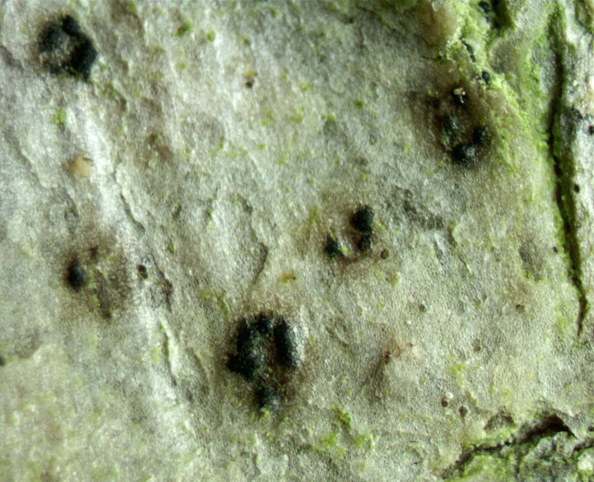 Представитель Семейства Mycoporaceae